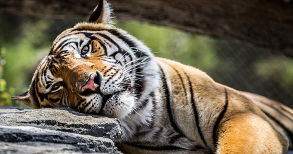 Bengal Tigers May Lose a Vital Habitat by 2070, Smart News