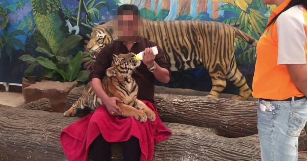 Thai zoo under fire after poked tiger video goes viral