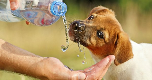 10 Things You Can Do To Help Animals Around You In This Scorching Heat
