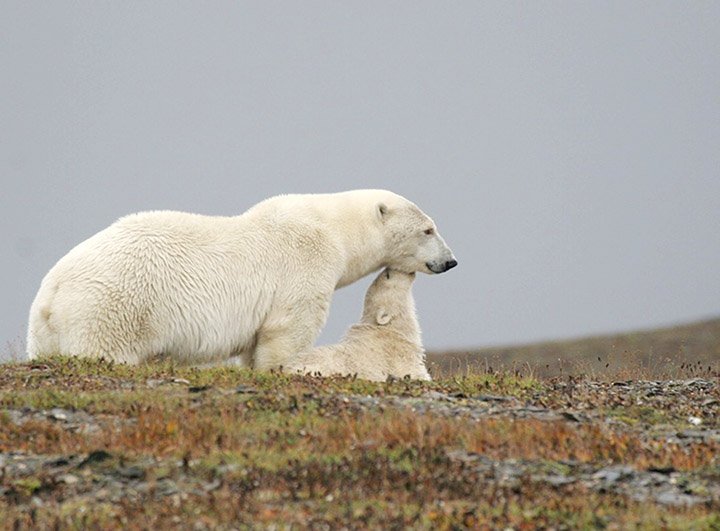 Starving Polar Bear Wanders Into Siberian City 100s Of Miles Away From Habitat In Search Of Food