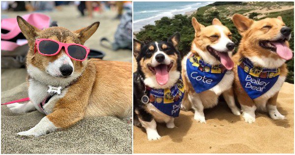 Over 1000 Corgis Partied On A San Francisco Beach, Officially Making It ...