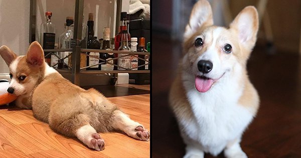 25 Pictures Of Corgi Doggos That Will Brighten Up Your Day