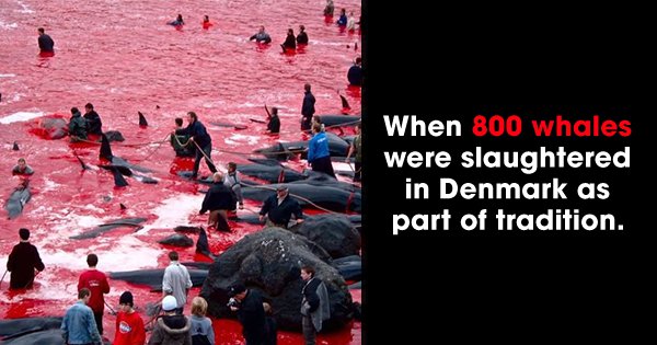 8 sad instances that prove humans are pushing whales to near extinction - scoopwhoop