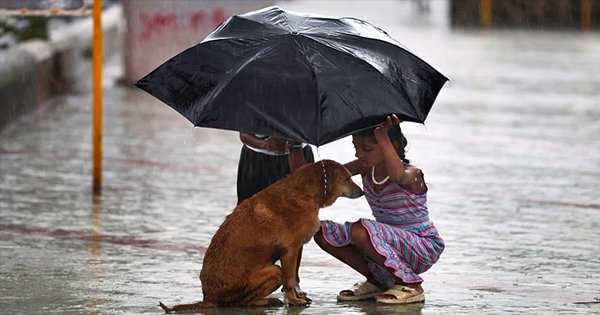 4 Simple Ways In Which You Can Help Stray Animals This Monsoon Season 4 Simple Ways In Which You Can Help Stray Animals This Monsoon Season