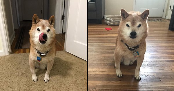 Meet Chester, The Shiba Inu Doggo Whose Grumpiness Only Adds To His ...