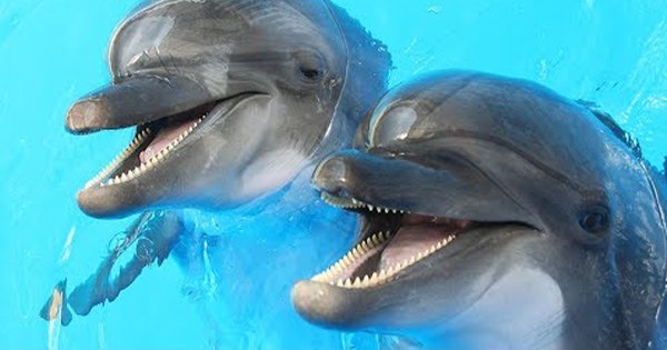 Dolphins Deliberately Get High On Toxins Emitted From Chewing Puffer Fish