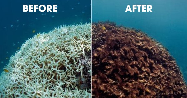 The Great Barrier Reef's Health Outlook Downgraded To 'Very Poor' As ...