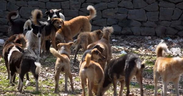 Over 150 Dogs Were Poisoned & Buried At A Dumspsite in Hyderabad