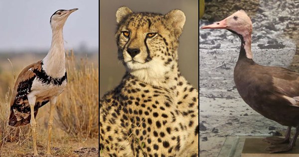 3 Animal Species To Go Extinct In India Due To Desertification