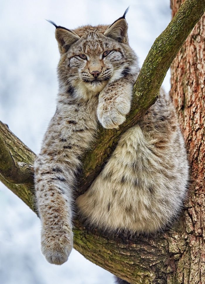 This Canadian Lynx Cat Might Just Be The The Most Majestic Furball We Ever  Wanted To Worship