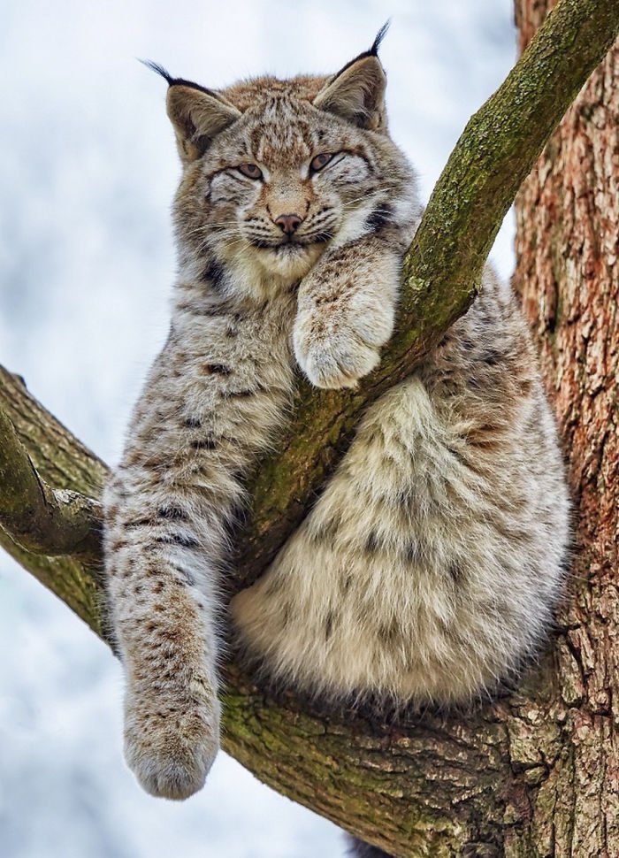 lynx tail