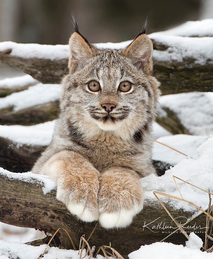 Canada's Lynx: An Enchanting and Affectionate Feline Companion