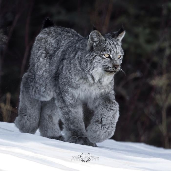 Small Cat Spotlight: Canada Lynx