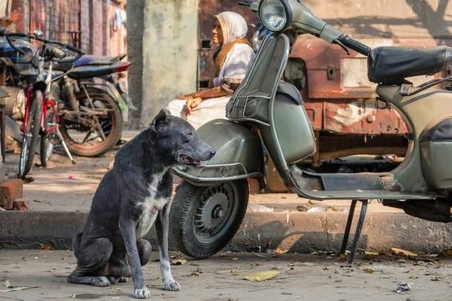 how to take care of stray dogs in winter