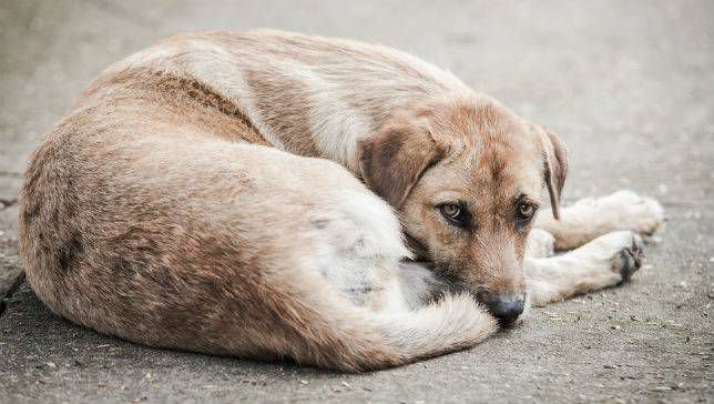 how can we help street dogs