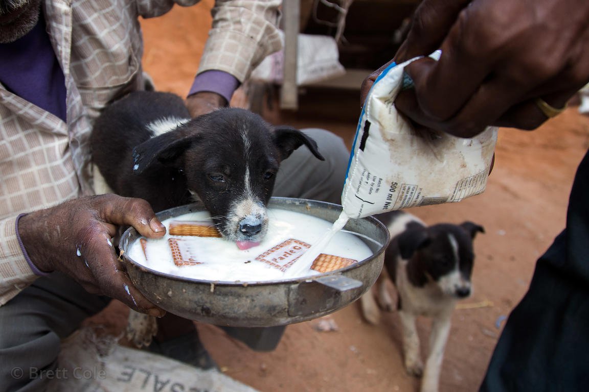 how to take care of stray dogs in winter