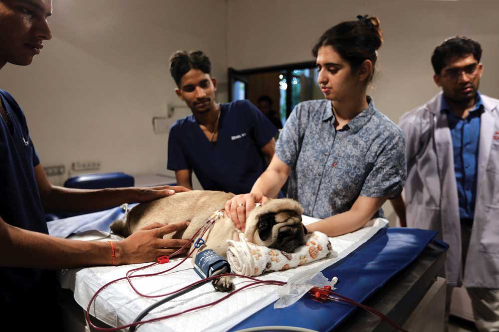 Mumbai's First Municipal Veterinary Hospital Will Start Soon, Land To Be  Allotted To Trust