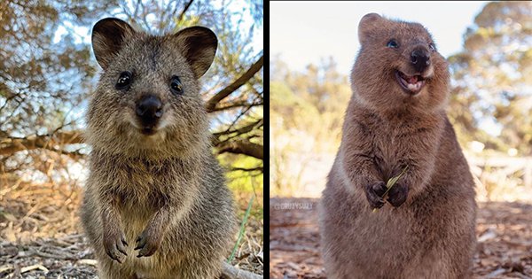 Just Cute Pics Of Quokkas, The World's Happiest Animals To Warm Your Heart  In Winter