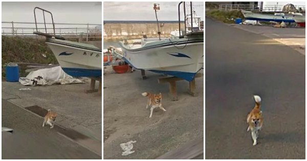 This Adorable Doggo Followed A Google Street Car & Photobombed All The ...