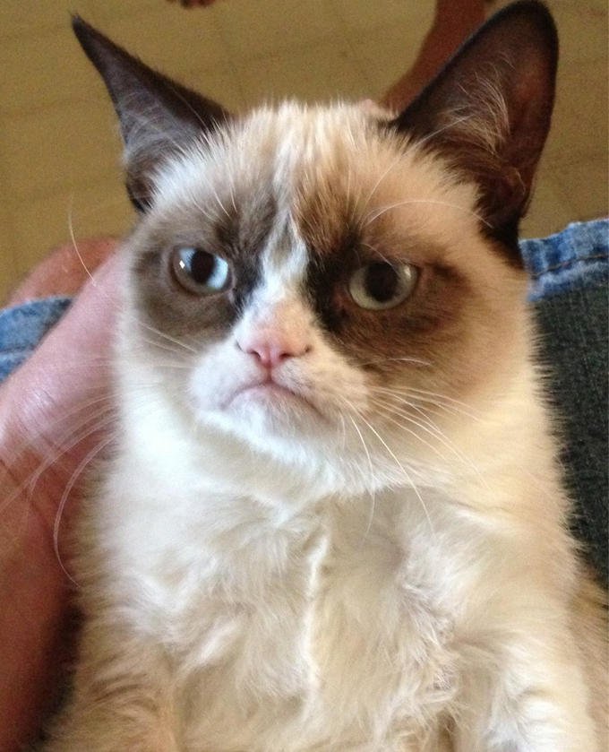 Meet Meow Meow, the Angry Internet Cat That Looks Like Grumpy Cat