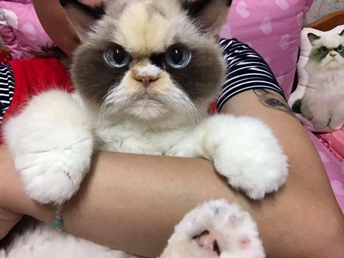 grumpy cat good imgur