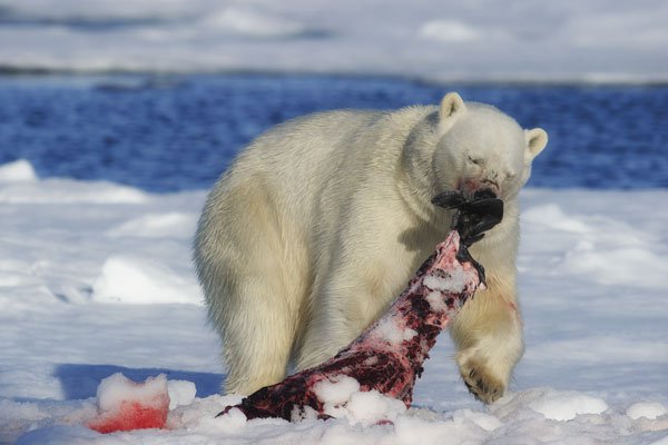 do polar bears eat humans