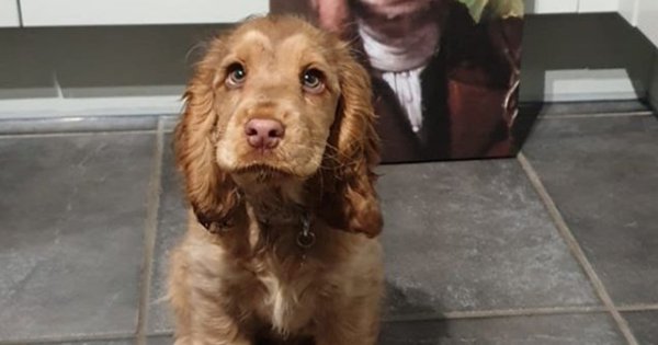 Meet winnie, the cocker spaniel who has won over the internet with her ‘puppy eyes’, literally - scoopwhoop