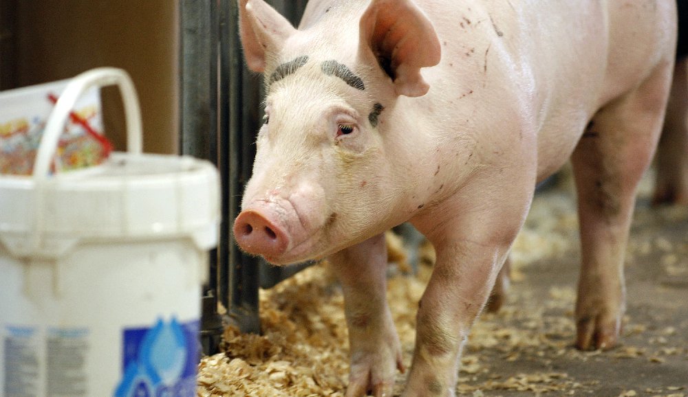 Why Are The Number Of Coronavirus Cases So High In America?