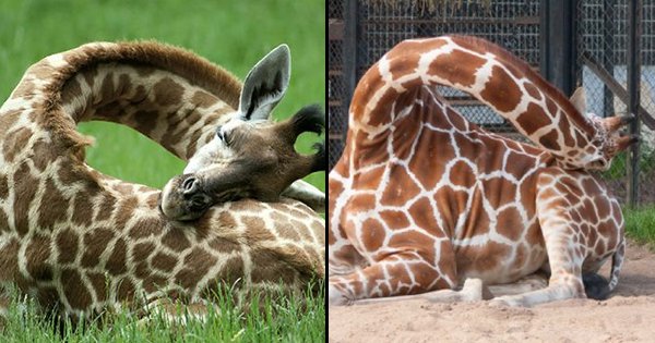 giraffes sleeping