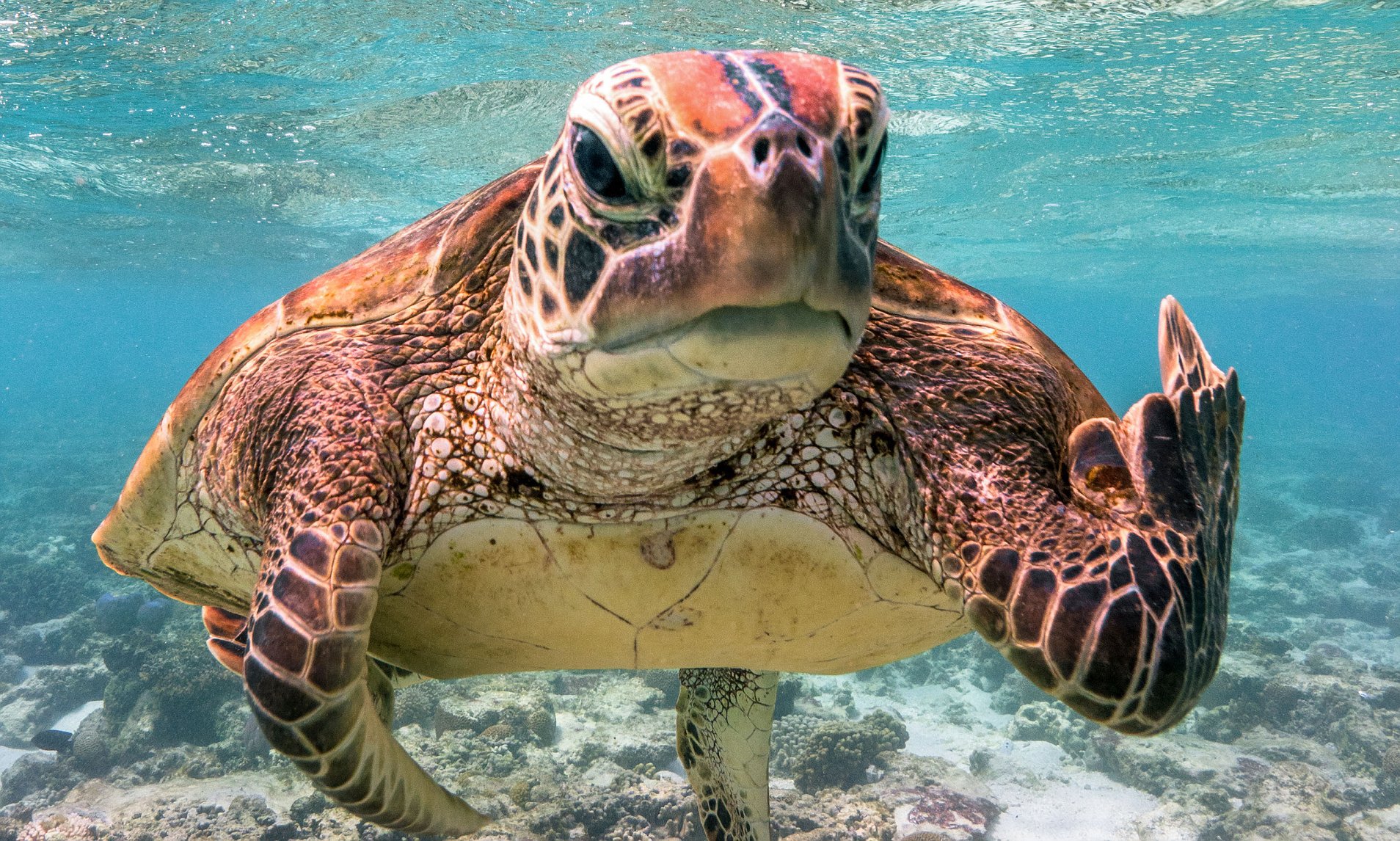 Turtles DON'T live inside their shells as shocking reality