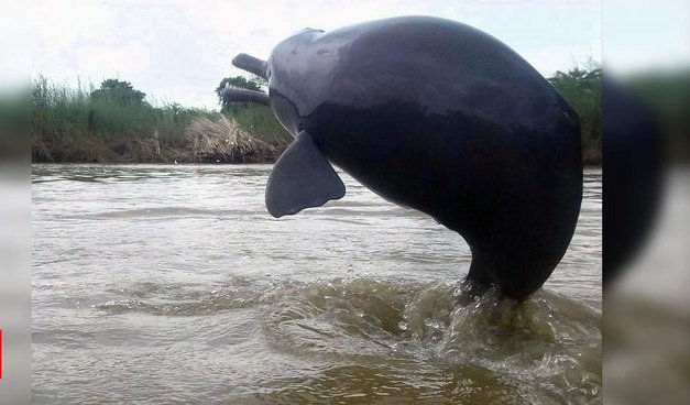 Endangered Gangetic dolphin strays into polluted canal in West Bengal, dies