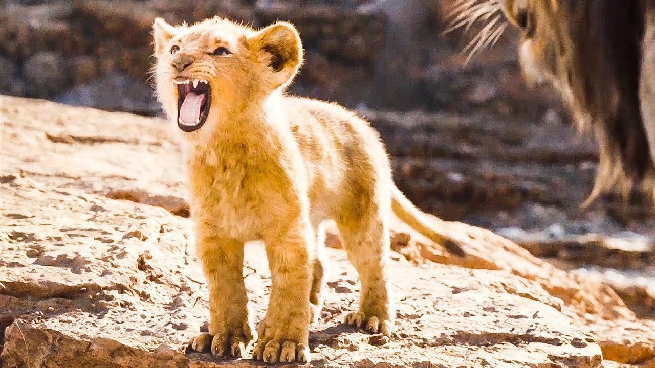 This Video Of An Adorable Lion Cub Trying To Roar Is Frighteningly Cute ...