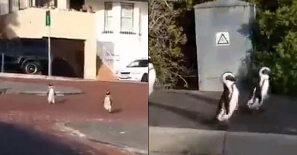 With humans trapped inside, penguins in cape town decided to take a stroll around the city - scoopwhoop