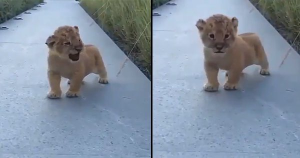 this-video-of-an-adorable-lion-cub-trying-to-roar-is-frighteningly-cute