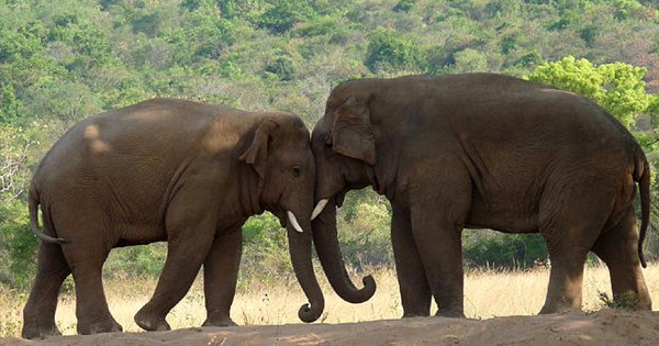 Bihar Man Donates 6.25 Acres Of Land To His Two Elephants Because He ...