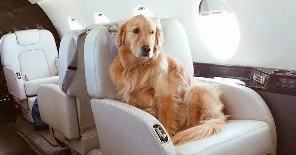 This private jet is all set to airlift pets who are stranded in lockdown for ₹1. 6 lakh per seat - scoopwhoop