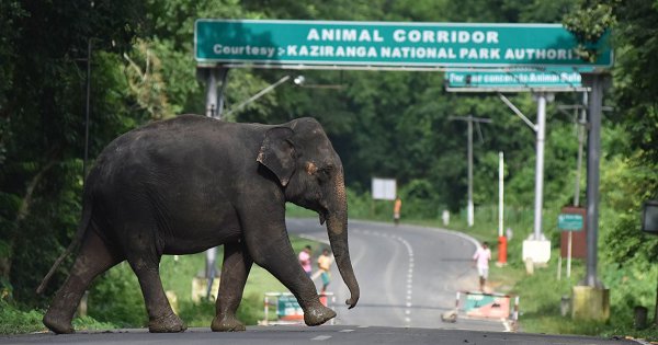 Let's Hold Corporations Accountable For Taking Over Forests Forcing  Man-Elephant Confrontation
