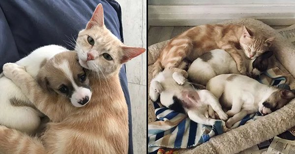 This Cat Lost All Her Kittens At Birth So She Adopted A Litter Of ...