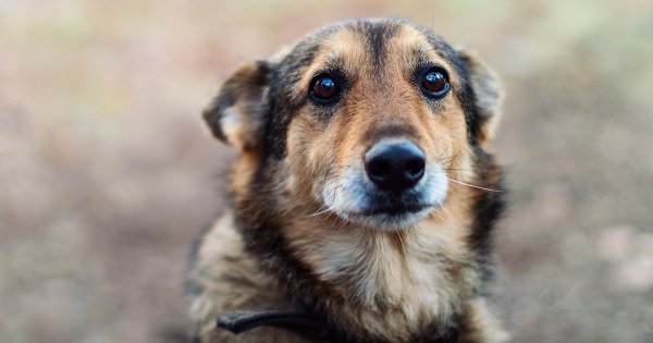 Heartbroken Dog Jumps To Its Death After The Woman Who Rescued & Raised ...