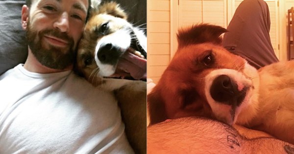 Chris Evans Loves His Dog So Much, He Got His Name Tattooed On His ...