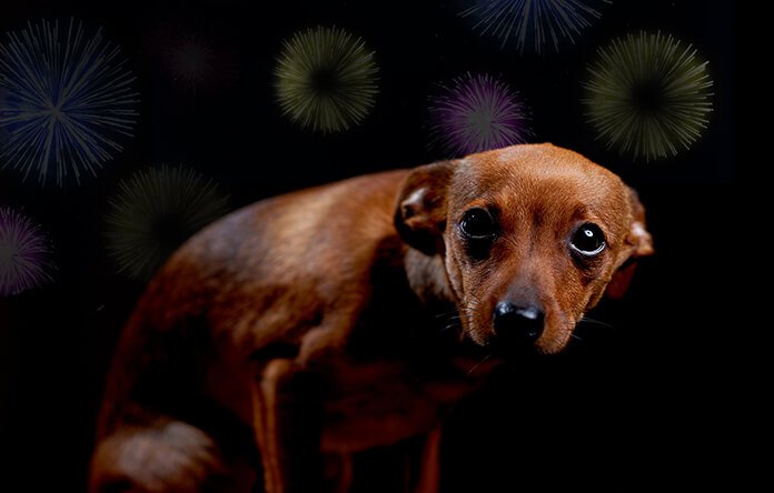 This Video Perfectly Explains The Horror That Dogs Go Through When We  Humans Burst Firecrackers