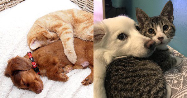 22 'Frightening' Pictures That Prove Cats And Dogs Can Never Be Friends