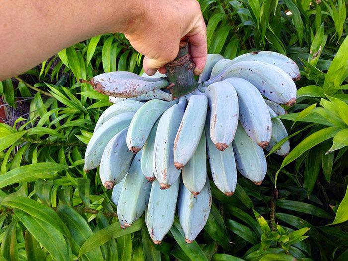 These unique bananas naturally taste like ice cream