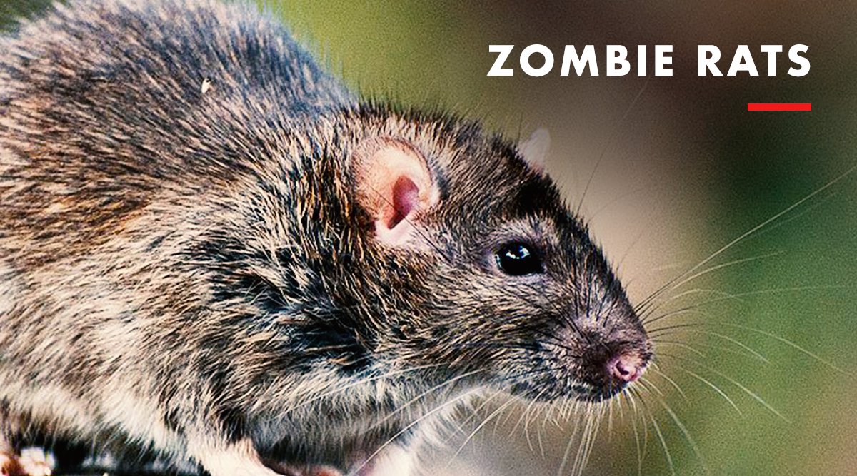 Know About These 8 Real-Life Zombie Creatures