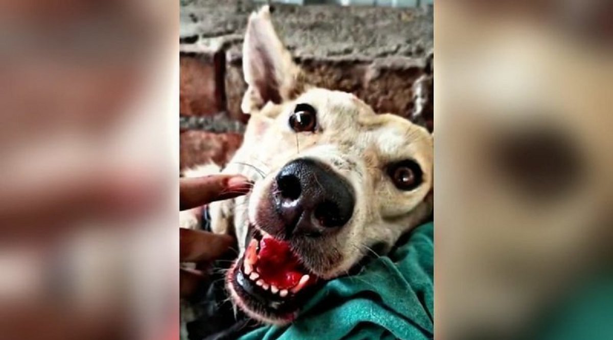 Netizens Demand #JusticeForManika After Brutal Murder Of Dog In Delhi
