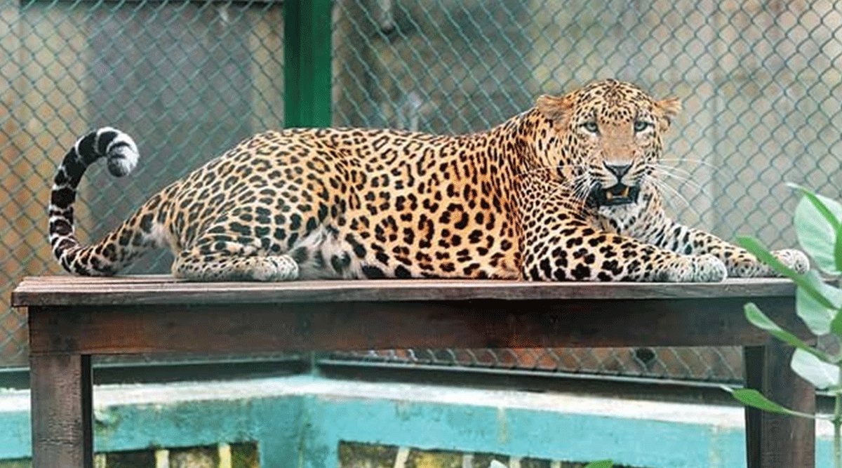 Good News! Mumbai's Sanjay Gandhi National Park Receives More Applications  For Animal Adoption Than Its Population