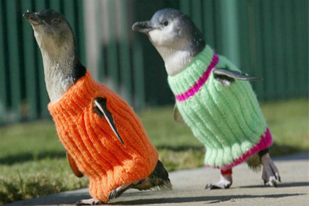 Australia's Oldest Man Knits Tiny Sweaters For Injured Penguins