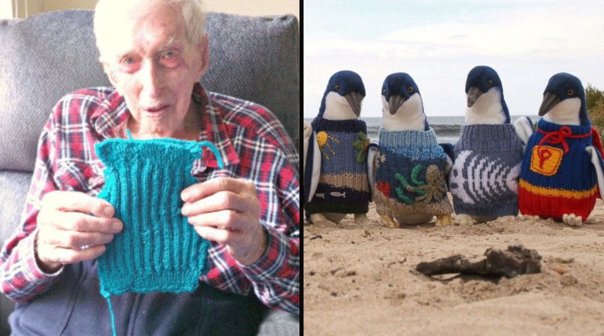 Australia’s Oldest Man Knitting Sweaters For Injured Penguins Is The