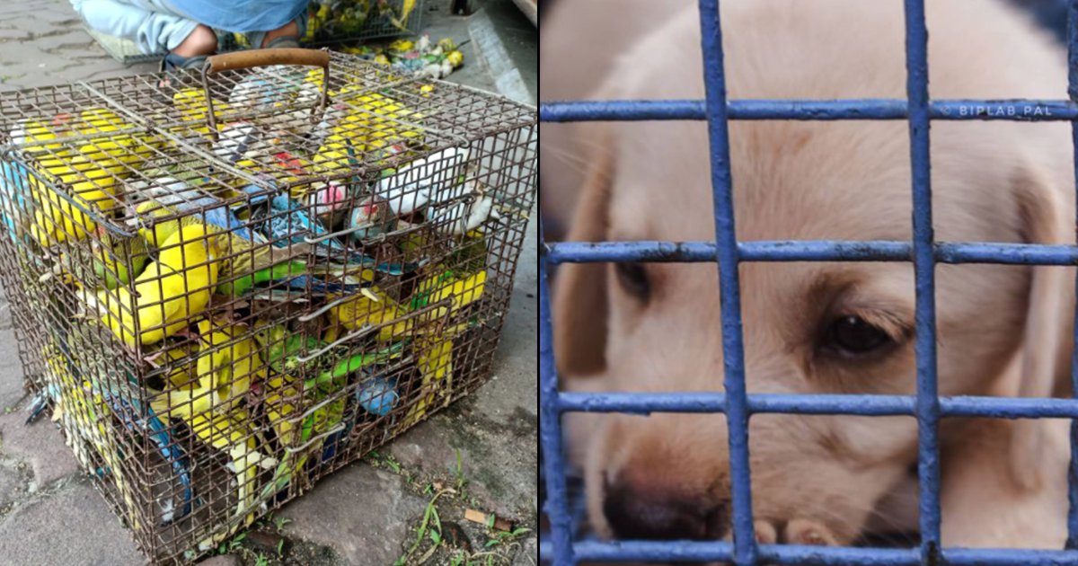 Galiff St. Pet Market In Kolkata Promotes Animal Cruelty