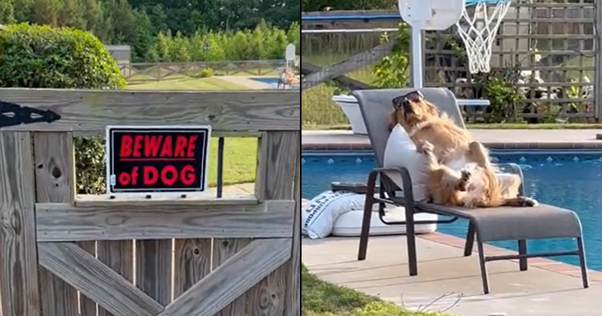 This viral video of a ‘guard dog’ chilling by the pool will brighten your day - scoopwhoop